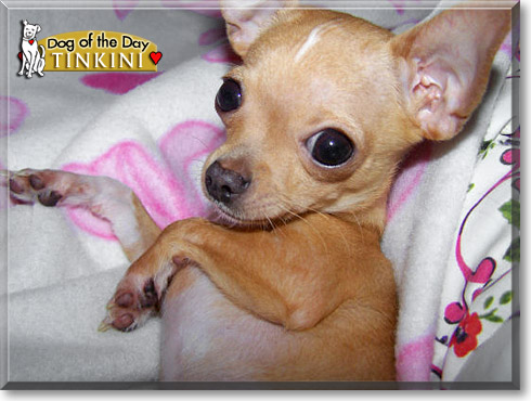 Tinkini, the Dog of the Day