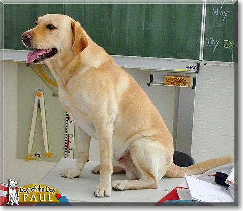 Paul, the Dog of the Day