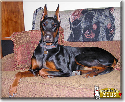 Zeus, the Dog of the Day