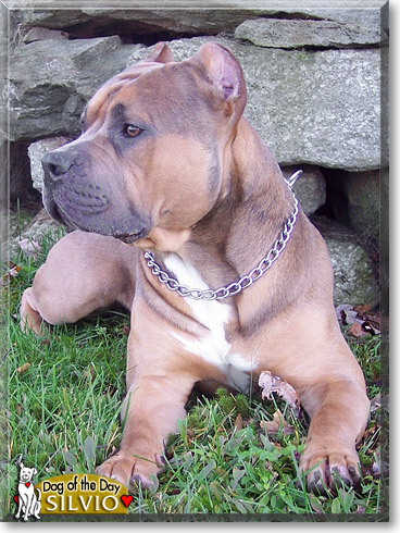 Silvio, the Dog of the Day