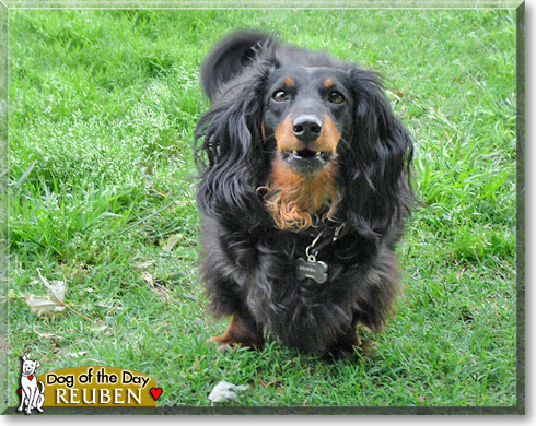 Reuben, the Dog of the Day