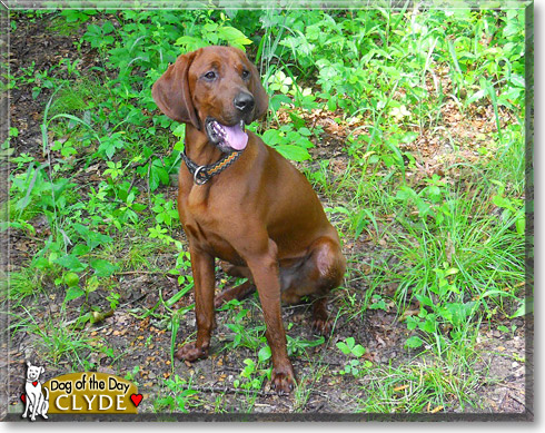 Clyde, the Dog of the Day Clyde, the Dog of the Day