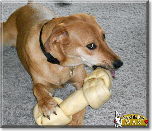 Max, the Dog of the Day