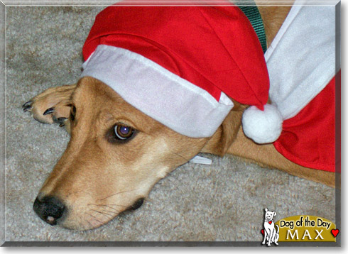 Max, the Dog of the Day