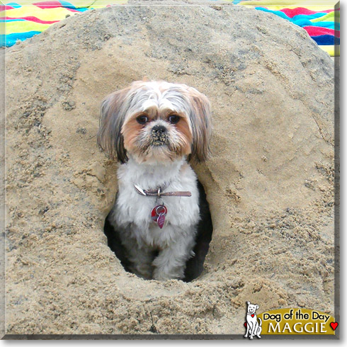 Maggie, the Dog of the Day