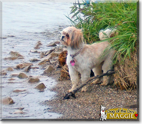 Maggie, the Dog of the Day