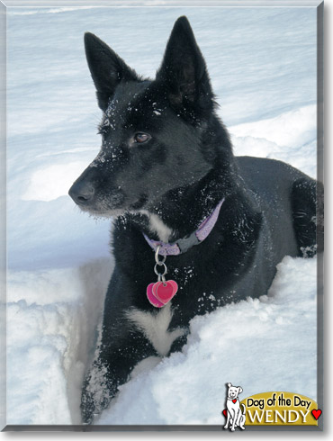 Wendy, the Dog of the Day
