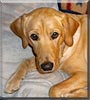 Koda