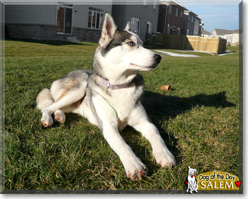 Salem, the Dog of the Day