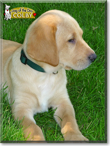 Colby, the Dog of the Day