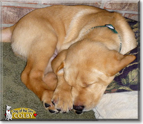 Colby, the Dog of the Day