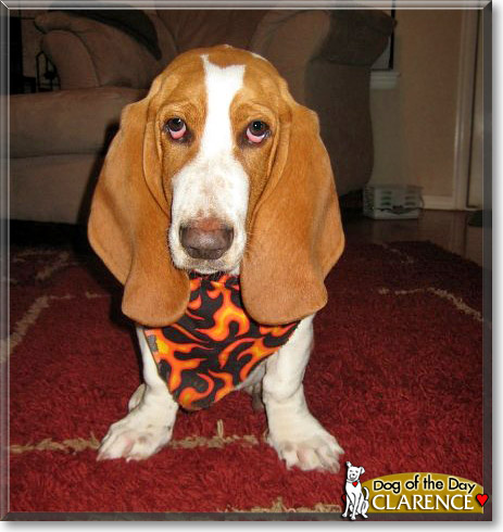 Clarence, the Dog of the Day