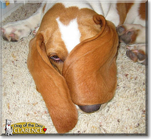 Clarence, the Dog of the Day