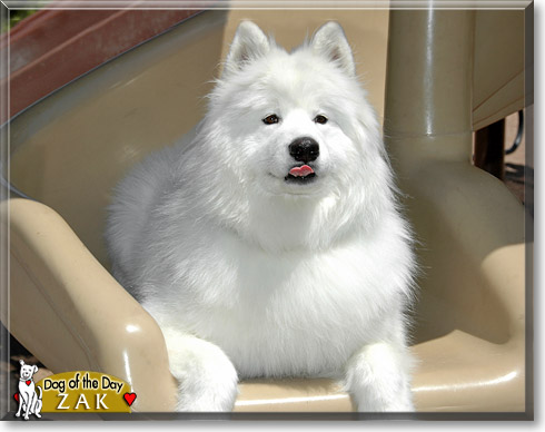 Zak, the Dog of the Day
