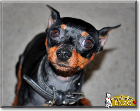 Enzo, the Dog of the Day