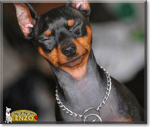 Enzo, the Dog of the Day
