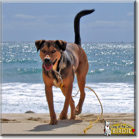 Birdie, the Dog of the Day