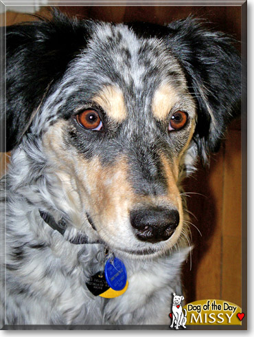 Missy, the Dog of the Day