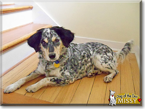 Missy, the Dog of the Day
