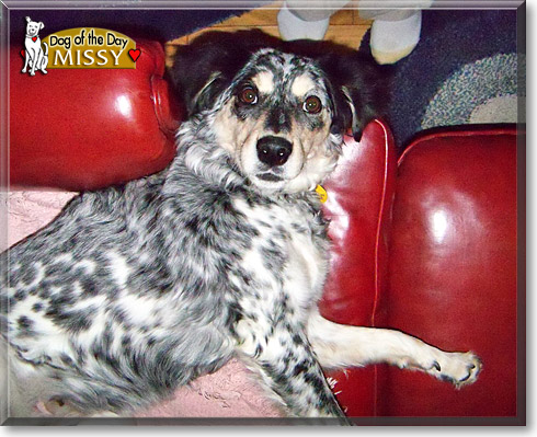 Missy, the Dog of the Day