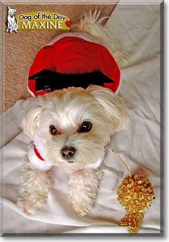 Maxine, the Dog of the Day