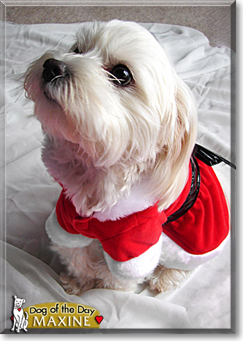 Maxine, the Dog of the Day