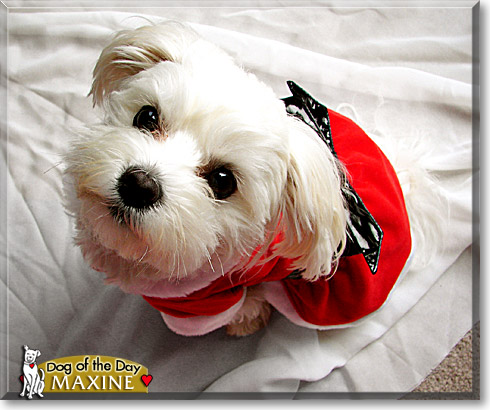 Maxine, the Dog of the Day