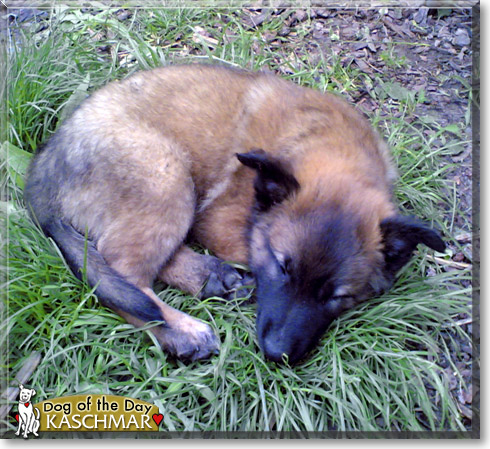 Kaschmar, the Dog of the Day