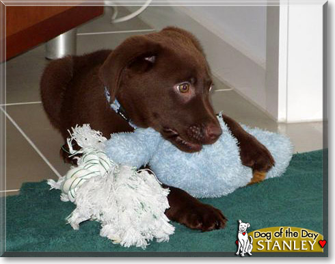 Stanley, the Dog of the Day