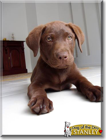 Stanley, the Dog of the Day