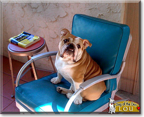 Lou, the Dog of the Day