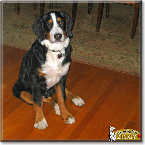 Ziggy, the Dog of the Day