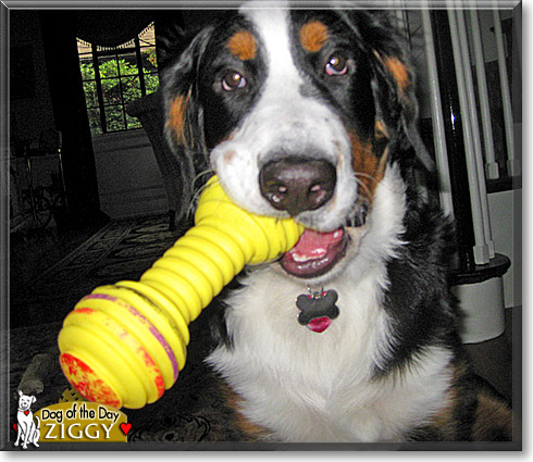 Ziggy, the Dog of the Day