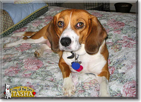 Tasha, the Dog of the Day