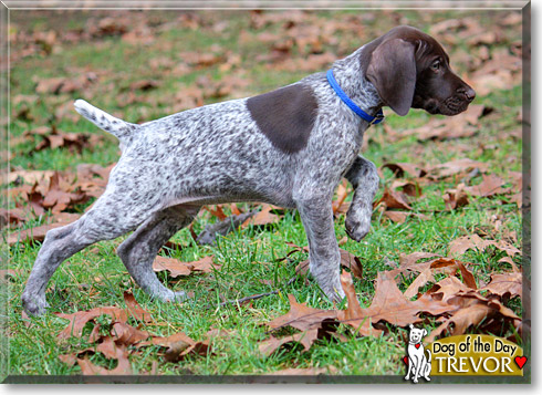 Trevor, the Dog of the Day
