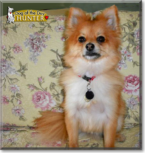 Hunter, the Dog of the Day