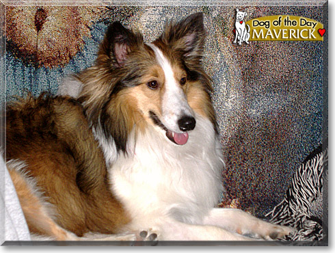 Maverick, the Dog of the Day