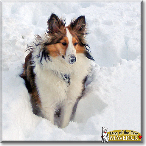 Maverick, the Dog of the Day