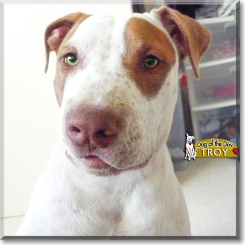 Troy, the Dog of the Day