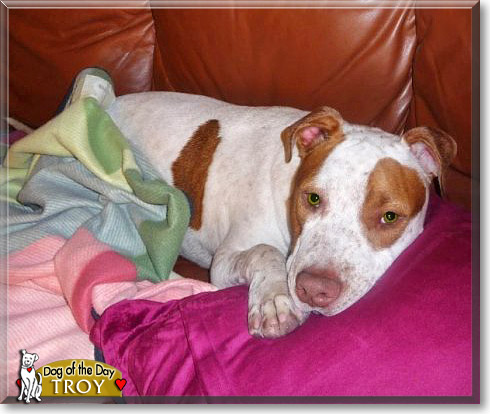 Troy, the Dog of the Day