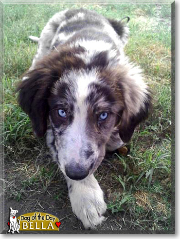 Bella, the Dog of the Day
