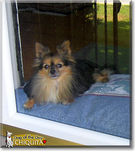 Chiquita, the Dog of the Day