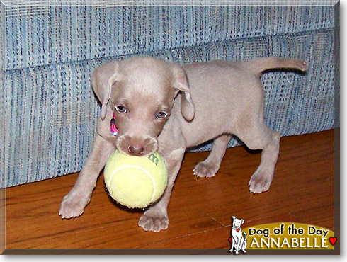 Annabelle, the Dog of the Day