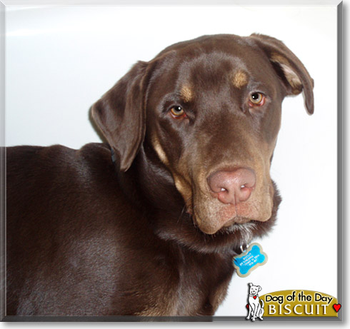 Biscuit, the Dog of the Day