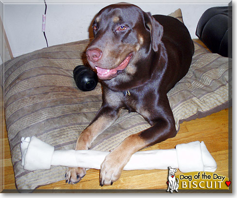 Biscuit, the Dog of the Day