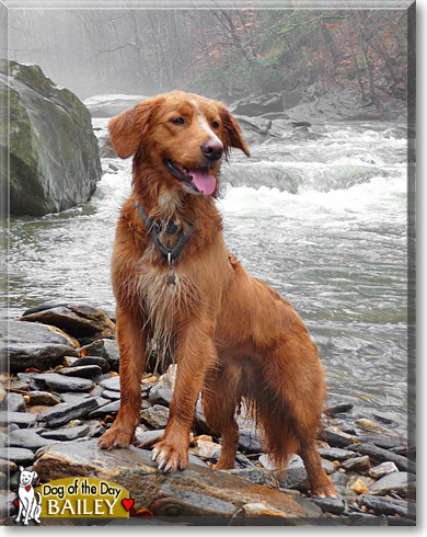 Bailey, the Dog of the Day