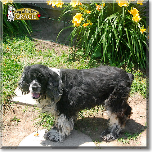 Gracie, the Dog of the Day