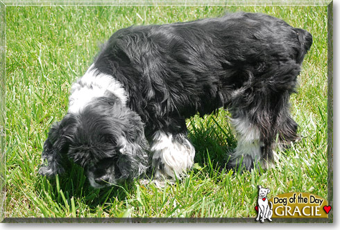 Gracie, the Dog of the Day