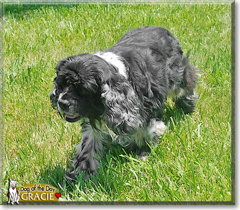 Gracie, the Dog of the Day