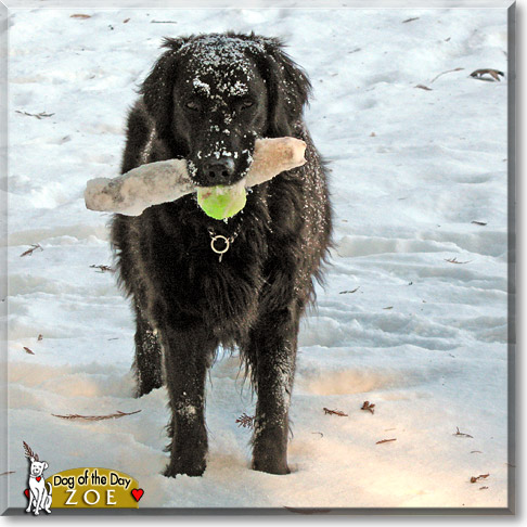 Zoe, the Dog of the Day